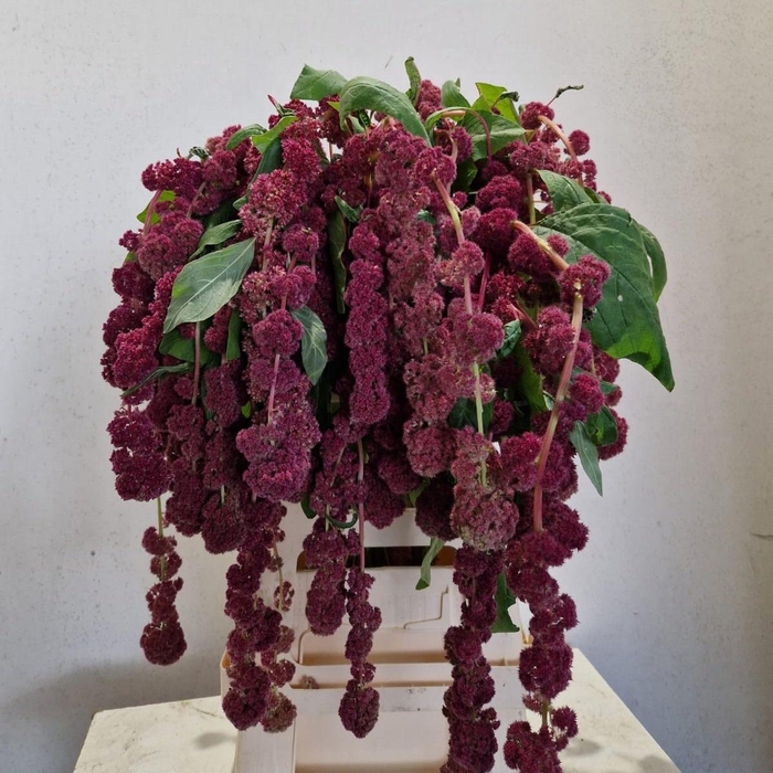 <h4>AMAR CA ROSARY</h4>