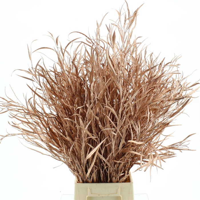 <h4>Grevilea Klb Koper 200gr</h4>