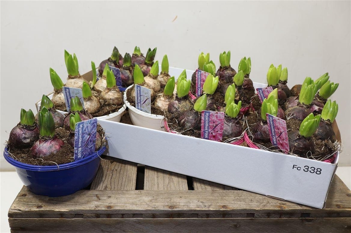 <h4>Hyacin Gem 3 Kl</h4>