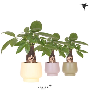 Kolibri Greens Pachira in Scandic pot green mix