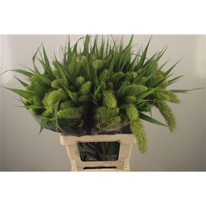 Setaria It Volle Melk