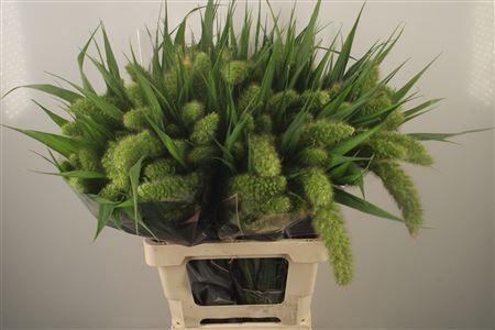 <h4>Setaria It Volle Melk</h4>