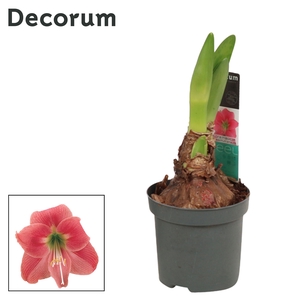 Amaryllis Kolibri Amalfi 2 knop (Decorum)