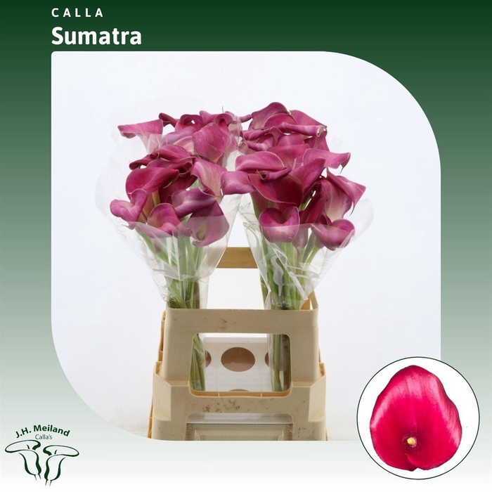<h4>Calla Sumatra</h4>