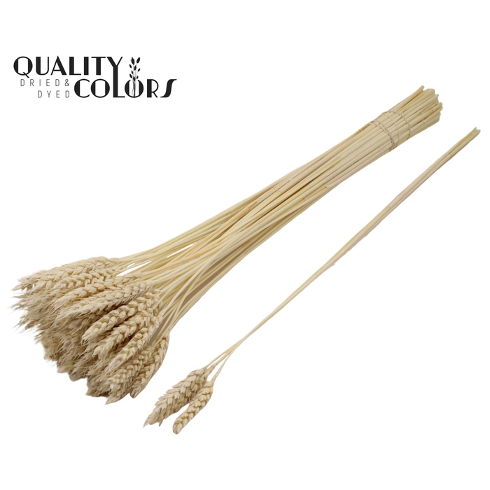 <h4>Triticum 3pc/Tuft Intense Bleached</h4>