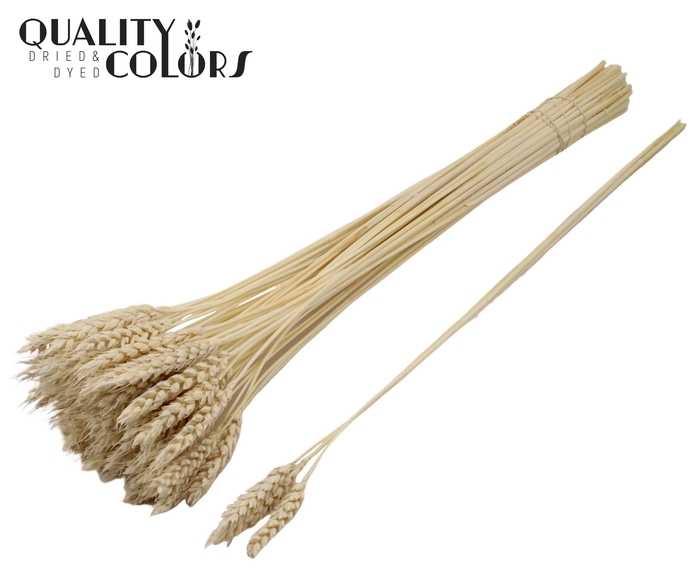 Triticum 3pc/Tuft Intense Bleached