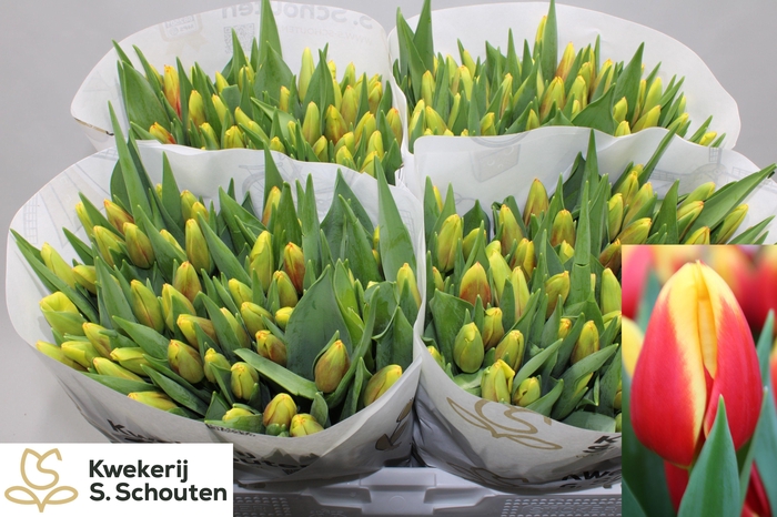 <h4>TU EN STAY STRONG</h4>