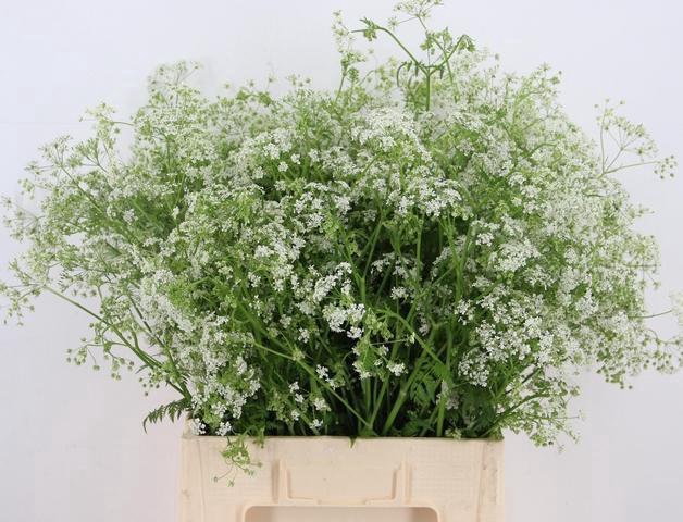 <h4>ANTHRISCUS SYLVESTRIS WIT 070CM</h4>