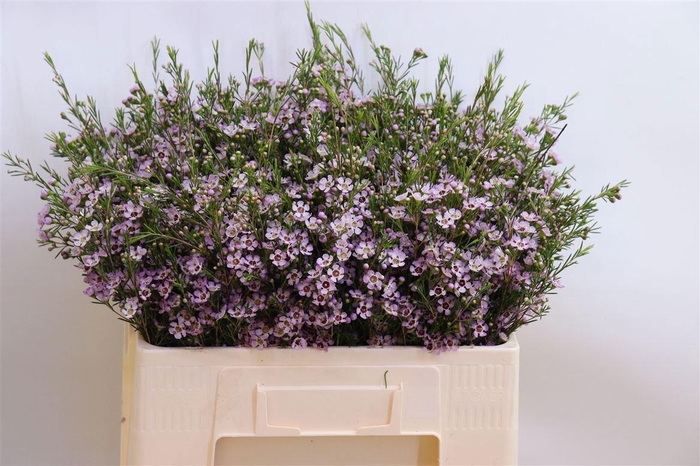 <h4>CHAME UN EARLY NIR</h4>