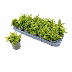 NEPHR EX GRE DELIGHT