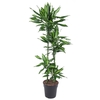 Dracaena Cintho