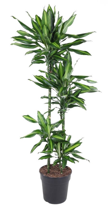 Dracaena Cintho