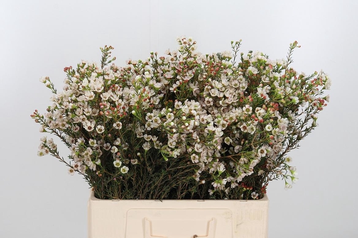 <h4>Chame Un Ella</h4>