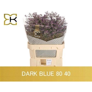Lim Saf Dark Blue