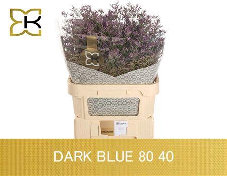 Lim Safora Dark Blue