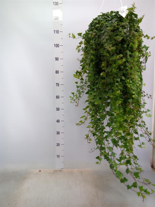 <h4>Hedera helix 'Anna'</h4>