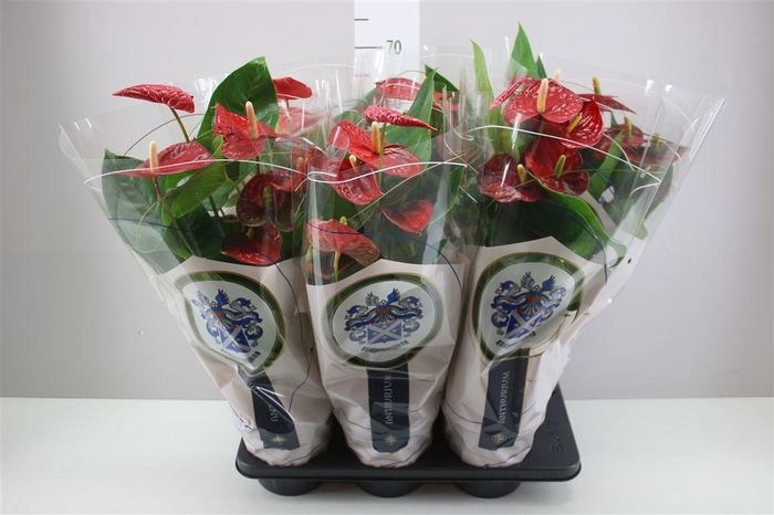 <h4>Anth An Jambo Red</h4>