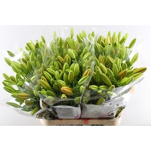 Li La Sunderland (oranje)