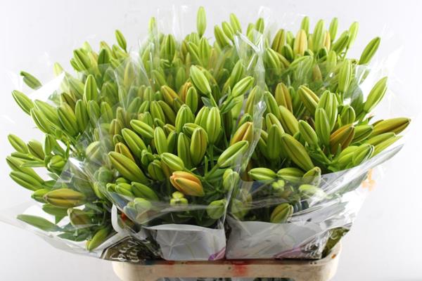 <h4>Li La Sunderland (oranje)</h4>