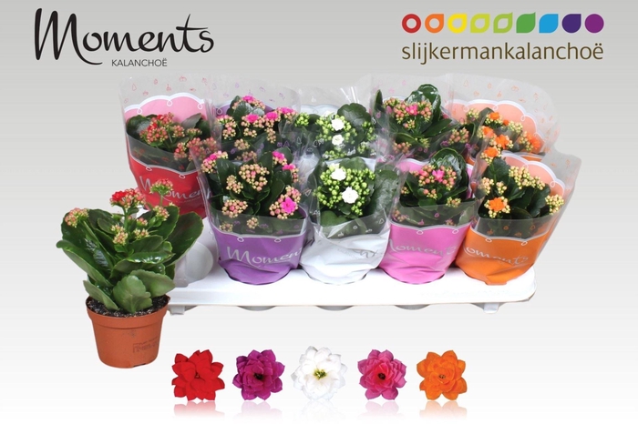 <h4>Kalanchoe gevuld gemengd 5klr.</h4>