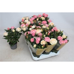 Rosa Kordana Grande mélangé dans pot