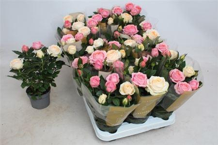 <h4>Rosa Kordana Grande mélangé dans pot</h4>