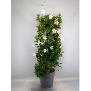 Mandevilla am. 'Diaman Jade White'