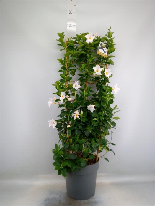 <h4>Mandevilla am. 'Diaman Jade White'</h4>