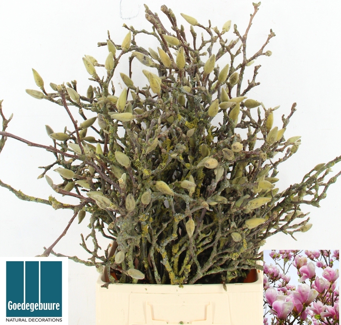 <h4>MAGNOLIA GRANDIFLORA</h4>