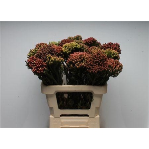 Kaaps Brunia Red Large