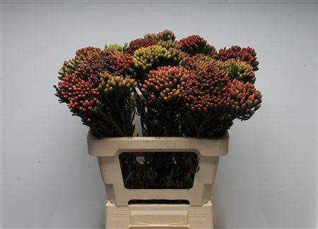 <h4>Kaaps Brunia Red Large</h4>
