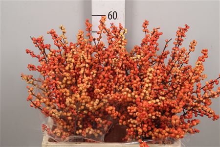<h4>Ilex Ve Ilexia Julia</h4>