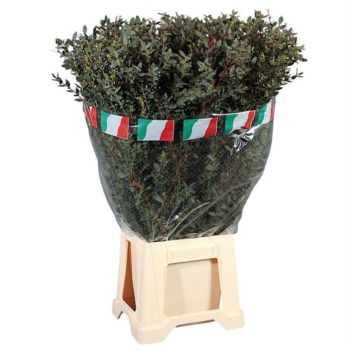 <h4>EUCALYPTUS 'PARVIFOLIA'</h4>