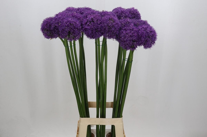 <h4>Allium Grootbloemig</h4>