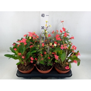 Euphorbia milii   ...mix