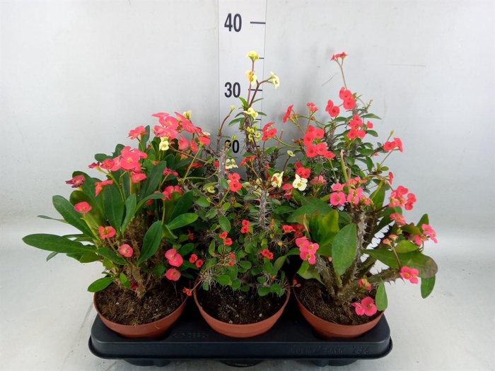 <h4>Euphorbia milii   ...mix</h4>