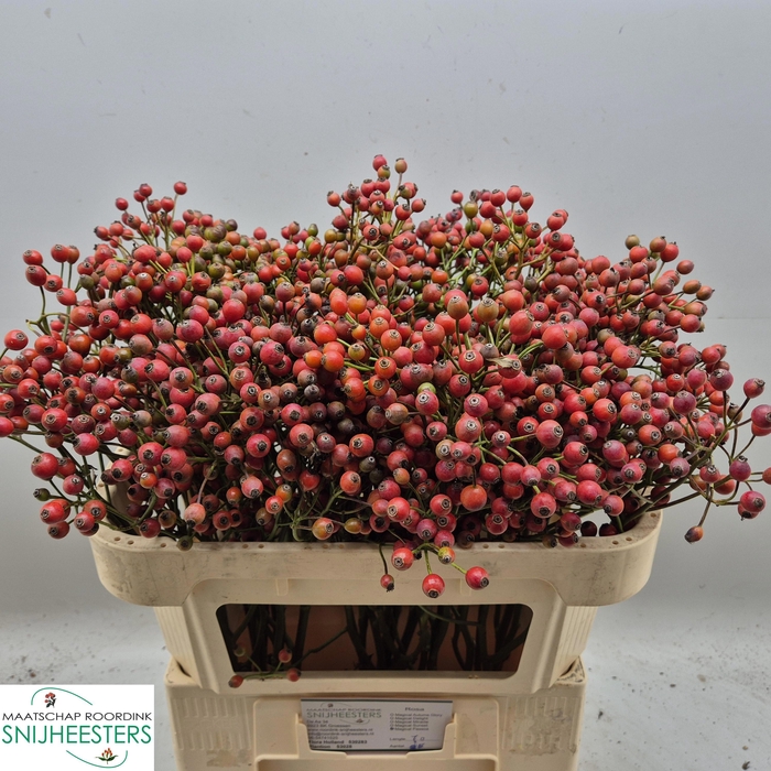 <h4>ROSA MAGICAL PASSOA</h4>