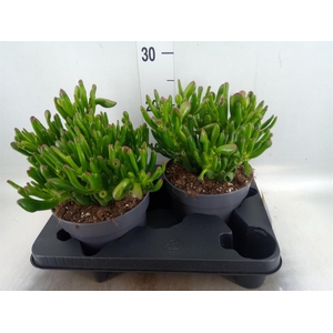 Crassula ovata 'Gollum'