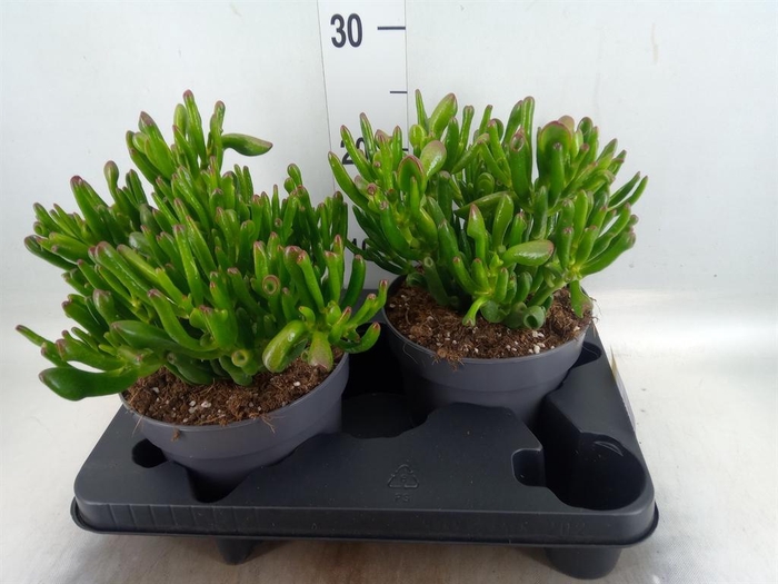 <h4>Crassula ovata 'Gollum'</h4>