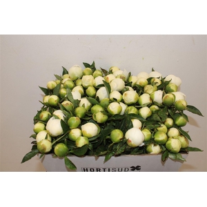 Paeo L Duchesse De Nemours