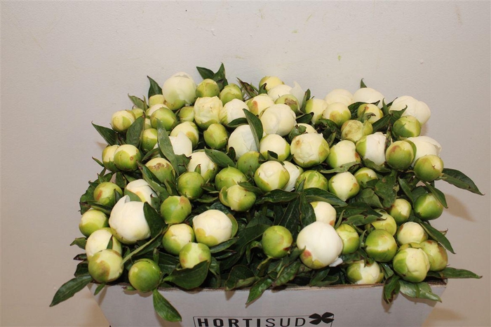 <h4>Paeo L Duchesse De Nemours</h4>