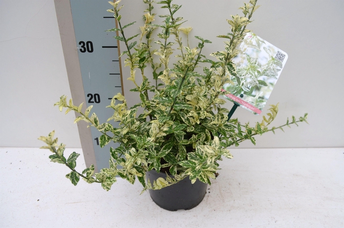 <h4>Euonymus fortunei 'Harlequin'</h4>
