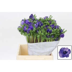 Anem Co Mis + D Blue