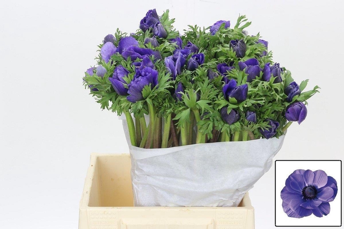 <h4>Anem Co Mis + D Blue</h4>