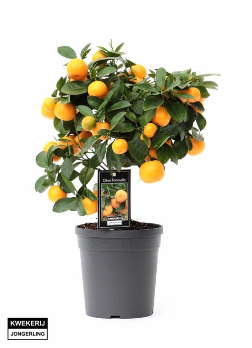 <h4>Citrus Calamondin</h4>