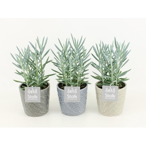 Senecio Curio Ficoides Mount Everest in Gaia keramiek