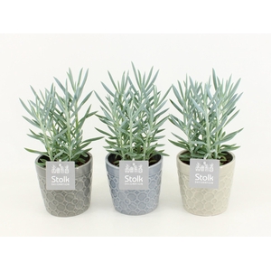 Senecio Curio Ficoides Mount Everest in Gaia keramiek