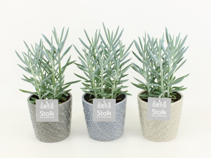 <h4>Senecio Curio Ficoides Mount Everest in Gaia keramiek</h4>