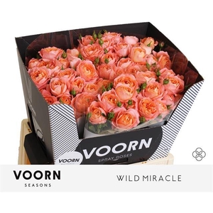 R Tr Wild Miracle Voorn