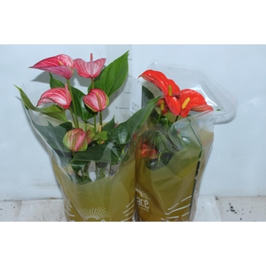 ANTHURIUM VARIADO P17